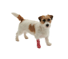 Cargar imagen en el visor de la galería, Vendas Veterinarias Chew-stop (parar De Morder) 5 cm x 4.5m