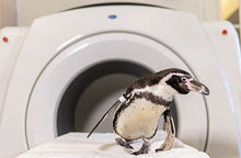 Cargar imagen en el visor de la galería, Tomógrafo Veterinario Claris V